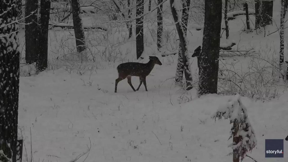 Female Deer Duke It Out in Dramatic Battle in Snowy Woods