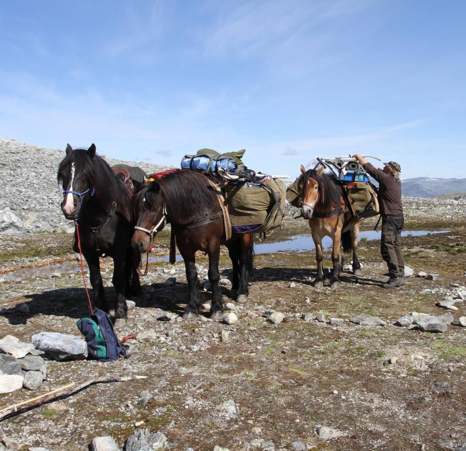 three stocky horses loaded up with gear and saddle bags with a person strapping something onto the packs on one horse's back in a rocky high mountain landscape