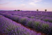 Scientists uncover revolutionary use for garden-staple flower — here's how it could transform next-gen energy tech