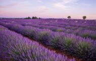 Scientists uncover revolutionary use for garden-staple flower — here's how it could transform next-gen energy tech