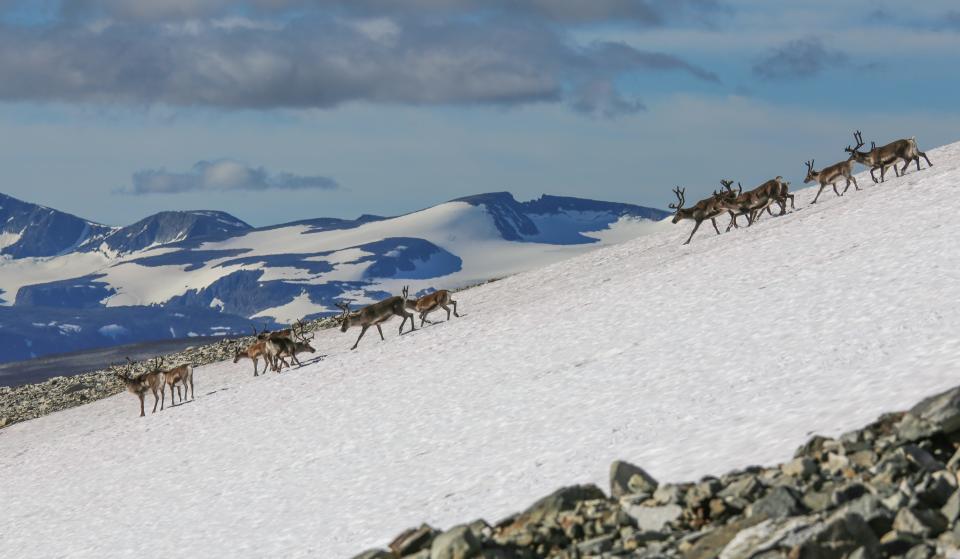 a dozen reindeer run down a snowy slope in the mountains