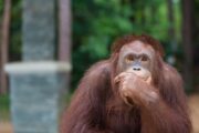 Orangutan Gets Introduced to a Mirror, and the Result Is Pure Diva Energy