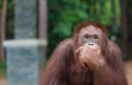 Orangutan Gets Introduced to a Mirror, and the Result Is Pure Diva Energy