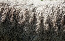 The Future of Insulation: Cutting-Edge Innovations for Energy-Efficient Homes