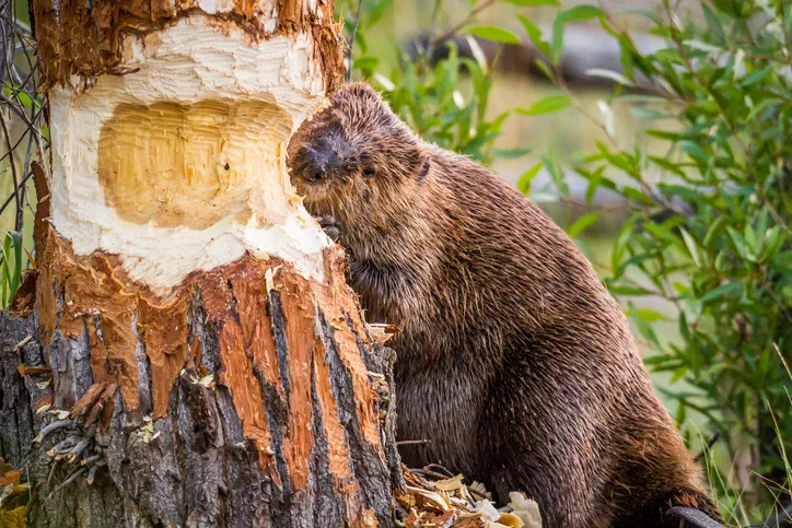 A brown beaver sinks its large teeth into a well-chewed trunk of a thick brown tree