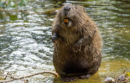 A secret weapon to fight carbon emissions was just discovered: Beavers