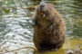 A secret weapon to fight carbon emissions was just discovered: Beavers