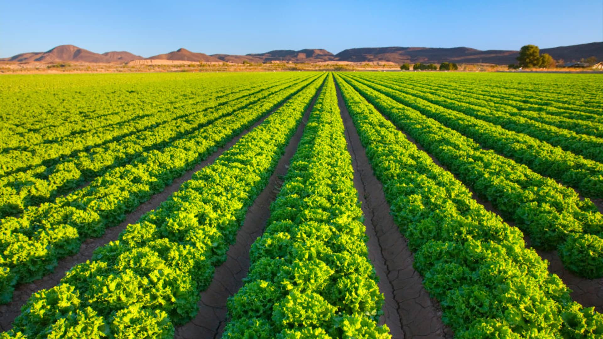 Soaring energy costs are rattling investors. Why the 'food price shock' could be worse