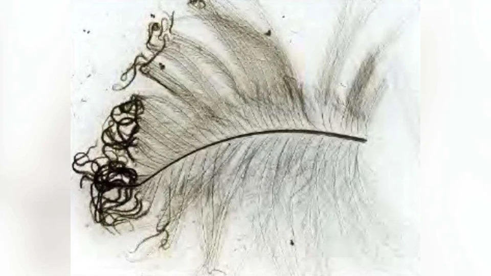 Burned bird feather with curled edges from solar heat exposure