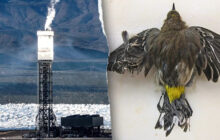Obama-era 'clean energy' solar power plant still uses fossil fuels – and kills thousands of birds annually