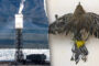 Obama-era 'clean energy' solar power plant still uses fossil fuels – and kills thousands of birds annually
