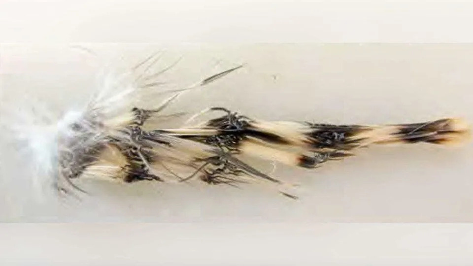 Cluster of bird feathers showing burn damage from solar flux