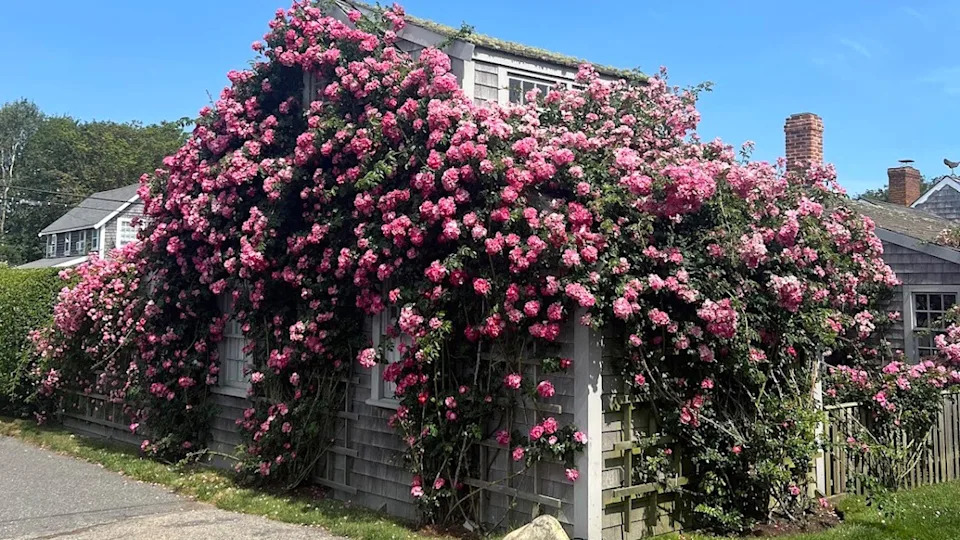 Sconset Rose Cottage surrounded by blooming roses on Nantucket
