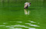 Was hydrogen peroxide dumped into the Lincoln Memorial Reflecting Pool?
