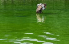 Was hydrogen peroxide dumped into the Lincoln Memorial Reflecting Pool?