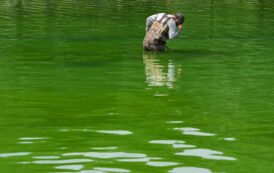 Was hydrogen peroxide dumped into the Lincoln Memorial Reflecting Pool?