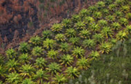 Southeast Asian palm harvesting disrupted by rising cost of diesel, supply crunch