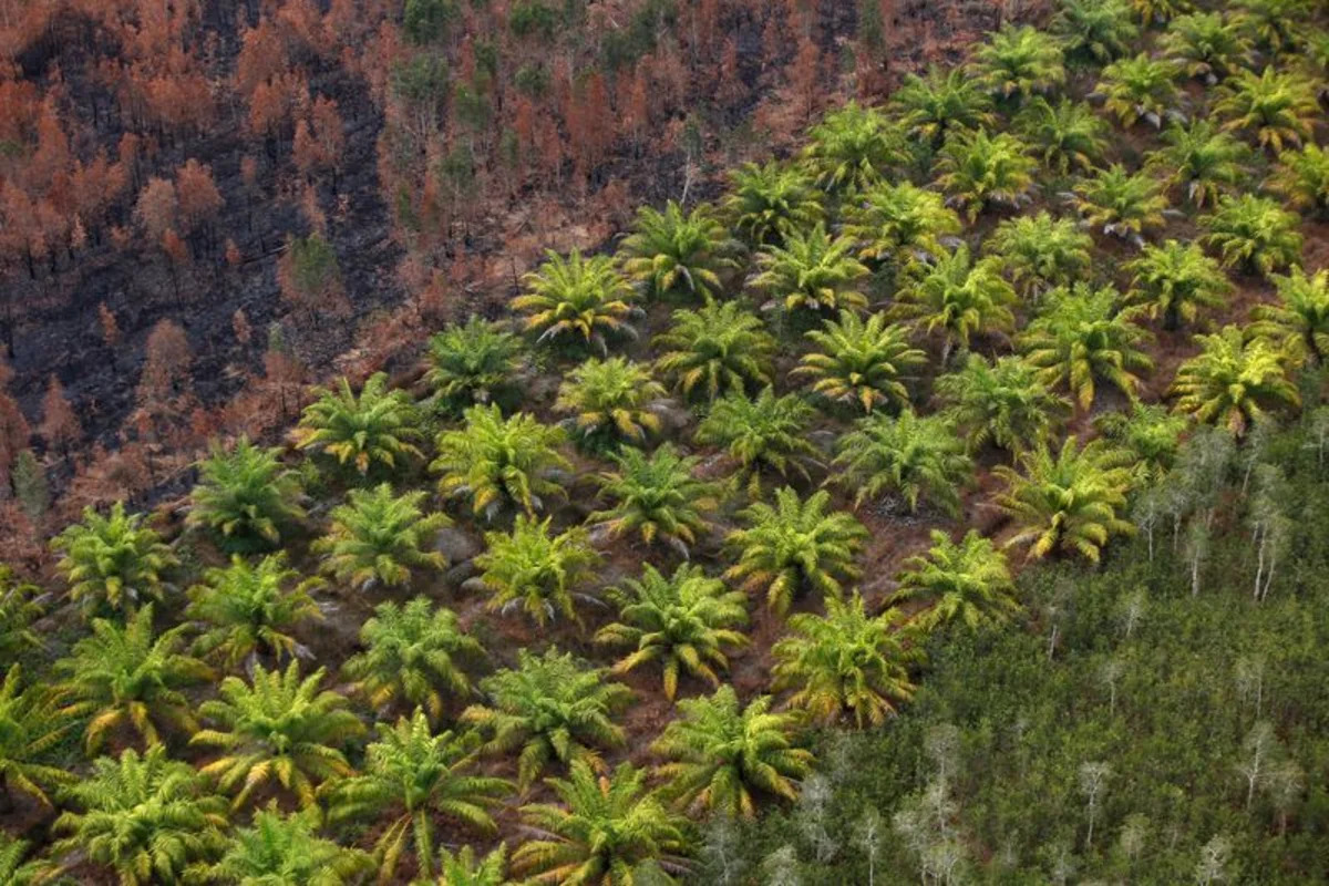 Southeast Asian palm harvesting disrupted by rising cost of diesel, supply crunch