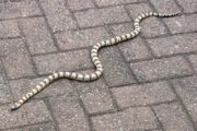Man finds three-foot snake curled up in his toilet