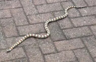 Man finds three-foot snake curled up in his toilet