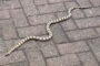 Man finds three-foot snake curled up in his toilet
