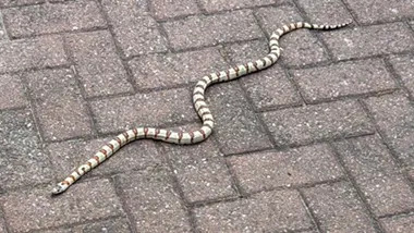 Man finds three-foot snake curled up in his toilet